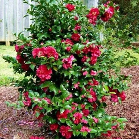 October Magic Rose Camellia