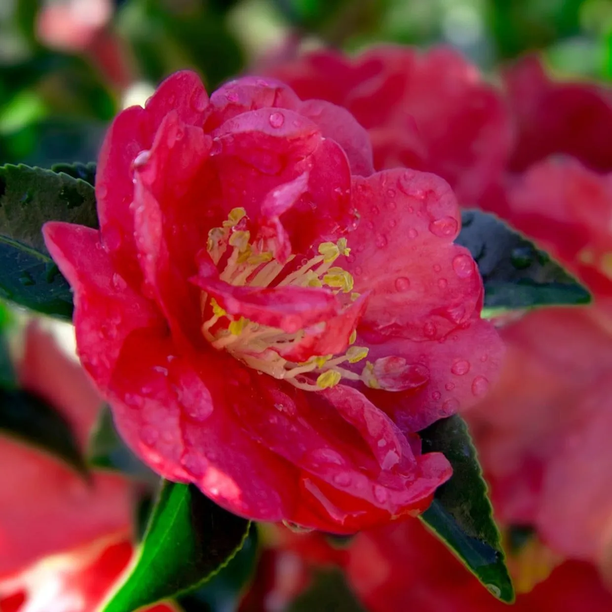 October Magic Rose Camellia